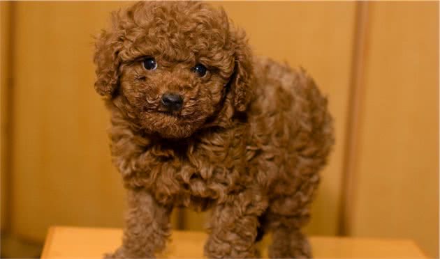 泰迪犬“吃盐”过量，容易引起这五大危害，主人别忽视了