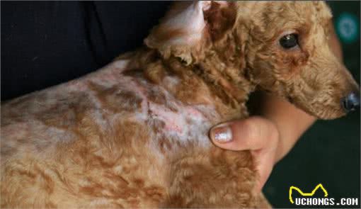 泰迪犬“吃盐”过量，容易引起这五大危害，主人别忽视了