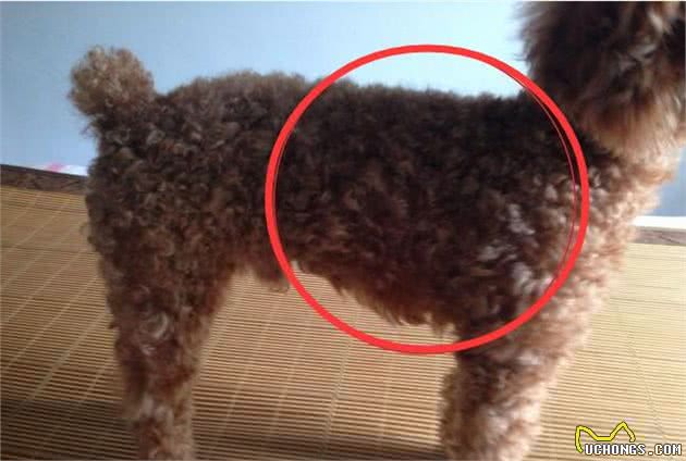 泰迪犬“吃盐”过量，容易引起这五大危害，主人别忽视了