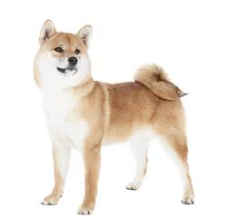 选狗手册：大小型犬、公母犬、纯种串串、长毛短毛，选哪种好？
