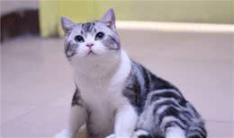 饲养美国短毛猫有五大禁忌，犯了一条，都不是合格的铲屎官
