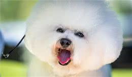 比熊犬要怎么养，记住以下几点，，，