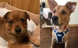 狗狗知道要被送走领养，却一直闹脾气！救助人也万般不舍