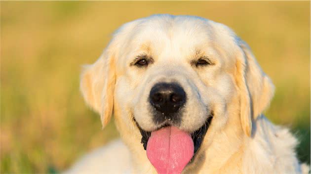 原来金毛犬也来大姨妈，跟女人一样吗？来多久？