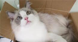 布偶猫很美，想要养好它，得做好这几件事