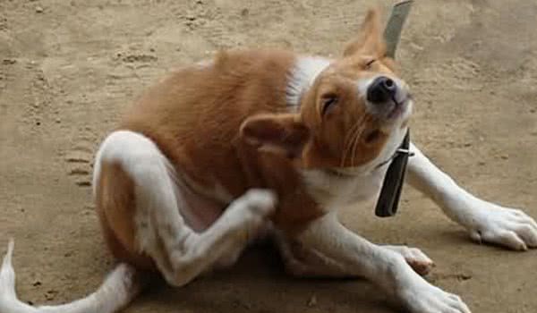 狗狗身上出现红点，还不停挠自己，说明要给它驱虫了！