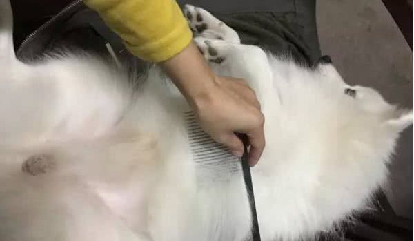 狗狗身上出现红点，还不停挠自己，说明要给它驱虫了！