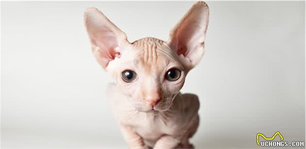 猫咪智商排行榜，竟然没有我们中华田园猫，我第一个不服