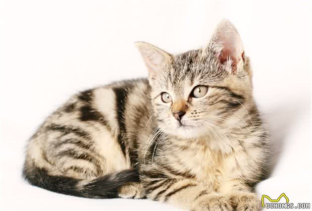 猫咪智商排行榜，竟然没有我们中华田园猫，我第一个不服