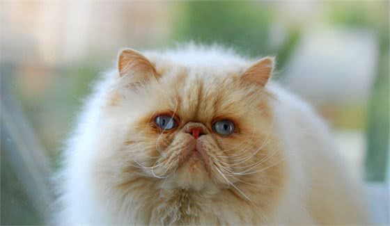 猫咪智商排行榜，竟然没有我们中华田园猫，我第一个不服