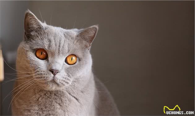 猫咪智商排行榜，竟然没有我们中华田园猫，我第一个不服