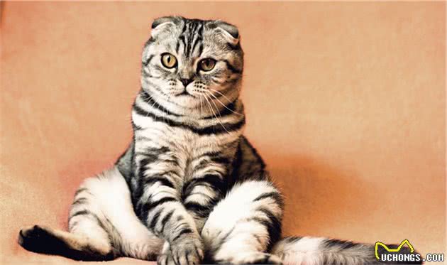 猫咪智商排行榜，竟然没有我们中华田园猫，我第一个不服