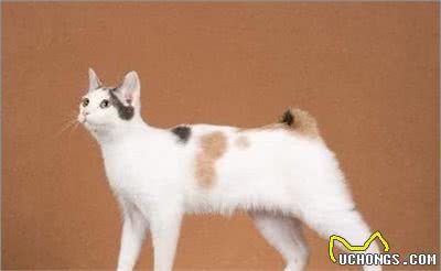 猫咪智商排行榜，竟然没有我们中华田园猫，我第一个不服