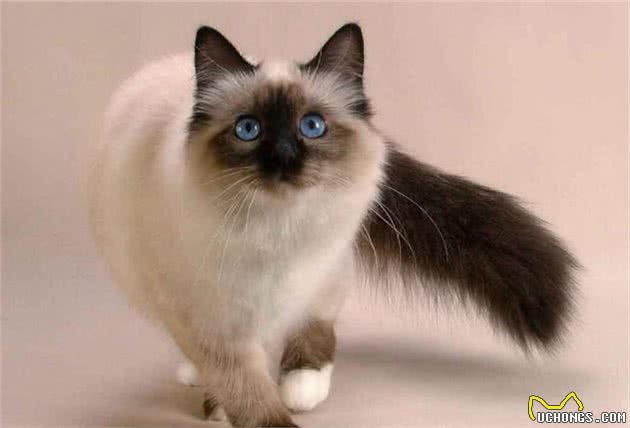 猫咪智商排行榜，竟然没有我们中华田园猫，我第一个不服