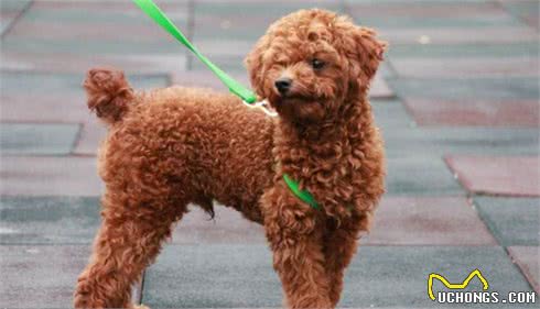 泰迪犬适合家养，但容易得这5种病，养之前最好了解！
