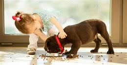 狗狗吃东西，总要叼到角落是怎么回事？