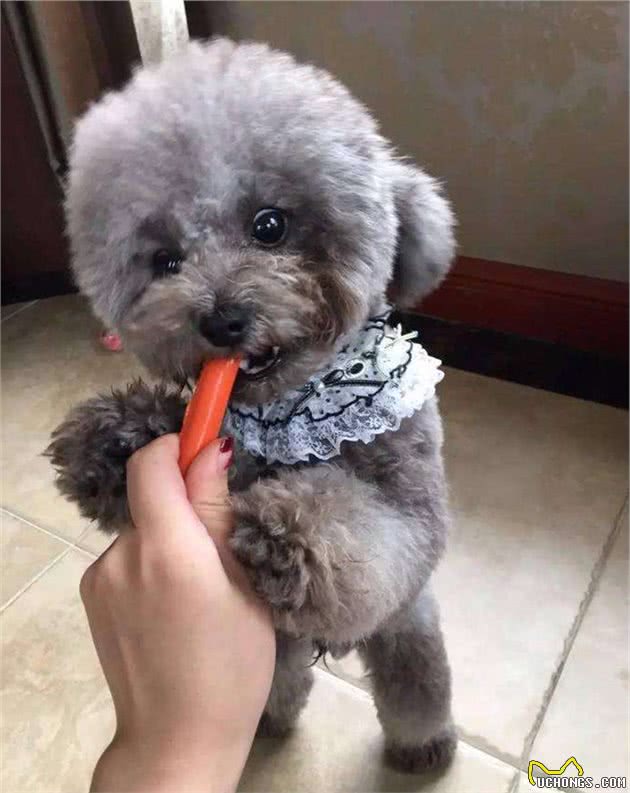 泰迪智商高的6种表现，你家的中了没？网友：简直成精了