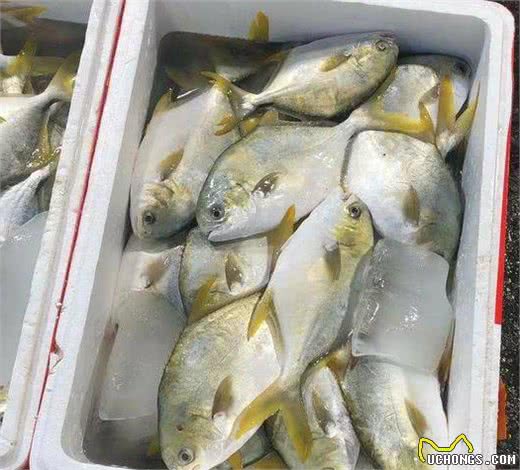 猫咪四肢无力是什么原因导致的？