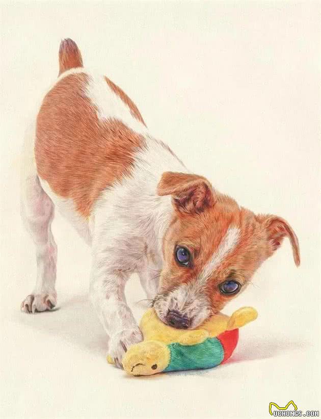 拥有一只杰克罗素梗犬