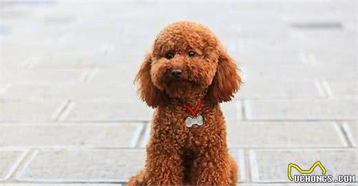 你中招了吗？新手饲养贵宾犬｜常犯的错误