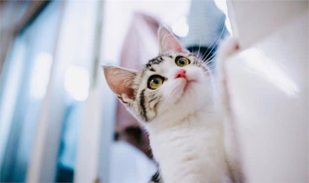 美短猫为什么越来越多人养了？网友：养了之后就不想换猫了