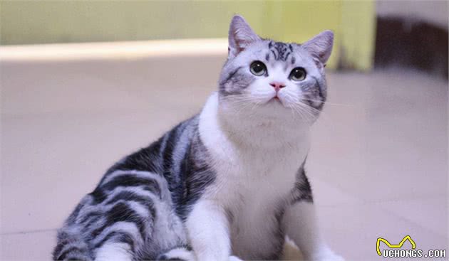 美短猫为什么越来越多人养了？网友：养了之后就不想换猫了