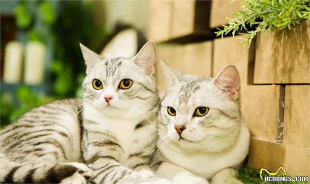 美短猫为什么越来越多人养了？网友：养了之后就不想换猫了