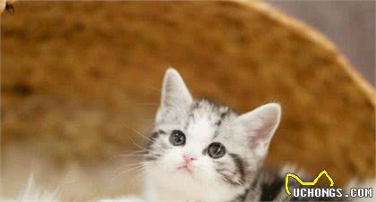 美短猫为什么越来越多人养了？网友：养了之后就不想换猫了