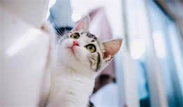 美短猫为什么越来越多人养了？网友：养了之后就不想换猫了