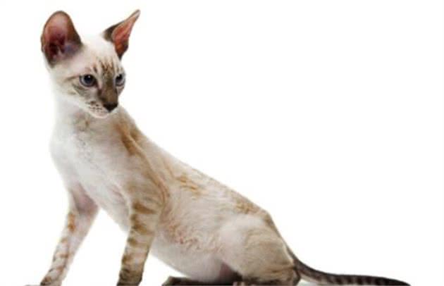 教你选猫系列，猫咪品种介绍及品相判断（21）—柯尼斯卷毛猫