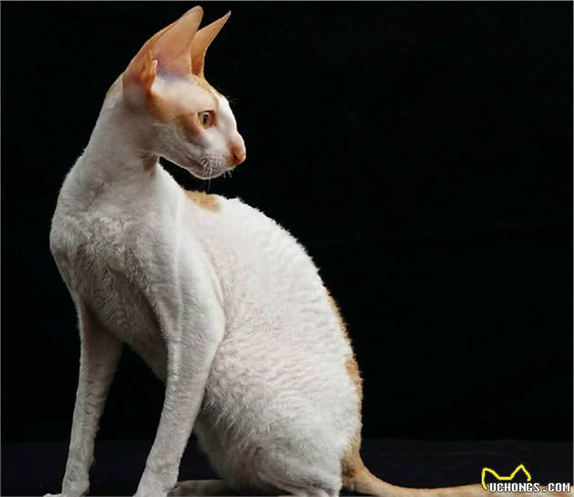 教你选猫系列，猫咪品种介绍及品相判断（21）—柯尼斯卷毛猫