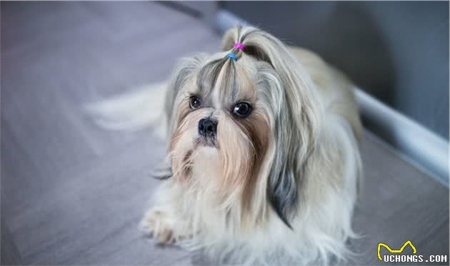 韩国一2岁女孩被西施犬咬了，父亲和犬主交涉过程中却这么做了