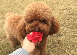 泰迪之所以从“国民宠物犬”变成“国民讨厌犬”，原因有这些