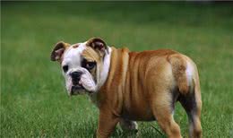 英国斗牛犬饲养应注意什么，了解清楚避免犯错