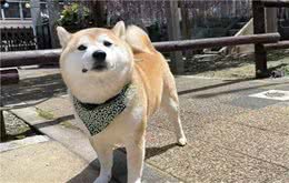 柴犬容易生病吗？日常该如何护理？