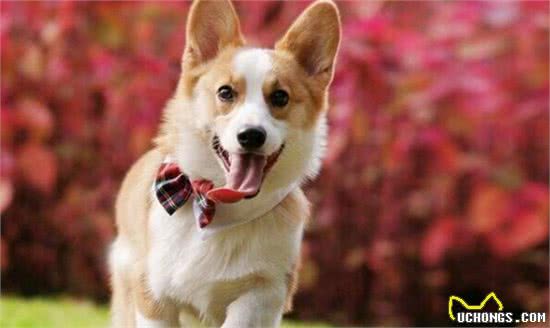 狗狗到底是关节炎？还是纯懒？犬关节炎全解
