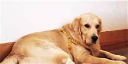 狗狗到底是关节炎？还是纯懒？犬关节炎全解