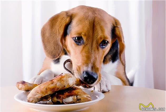 这几种“人类食物”，狗狗不能吃，别让好心害了它