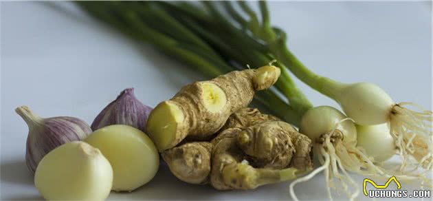 这几种“人类食物”，狗狗不能吃，别让好心害了它