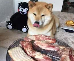 铲屎官注意了，这些常见肉类，狗狗都能吃