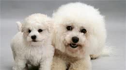 养比熊犬，如果不知道这些，那就是你不懂它