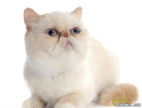 异国短毛猫：可爱背后的痛苦