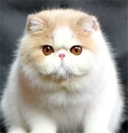 异国短毛猫：可爱背后的痛苦