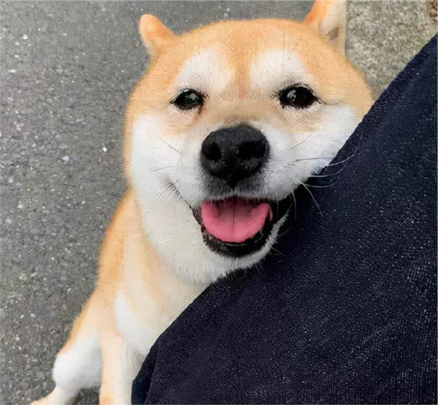 柴犬除了爱笑，还有哪些招人喜欢的特点呢？