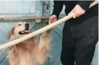 狗狗最“害怕”的8种酷刑，宠主们现在知道还不算晚