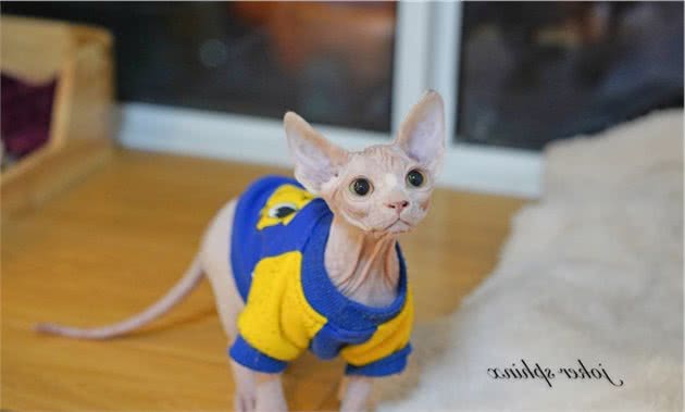 无毛猫闯进邻居家，被邻居当成小怪兽，无猫毛真有那么吓人？