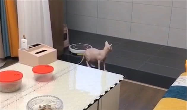 无毛猫闯进邻居家，被邻居当成小怪兽，无猫毛真有那么吓人？