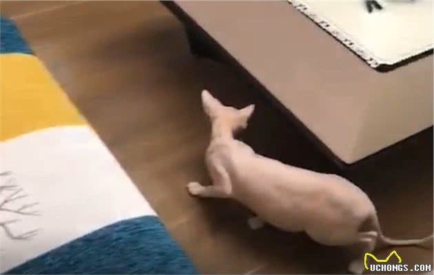 无毛猫闯进邻居家，被邻居当成小怪兽，无猫毛真有那么吓人？