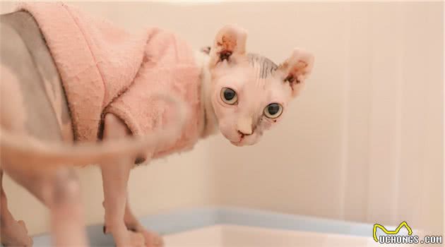 无毛猫闯进邻居家，被邻居当成小怪兽，无猫毛真有那么吓人？