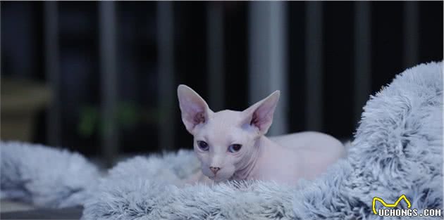 无毛猫闯进邻居家，被邻居当成小怪兽，无猫毛真有那么吓人？